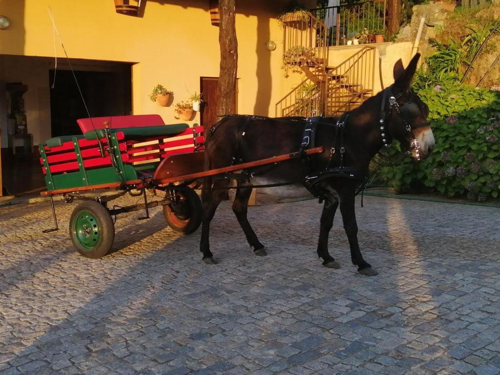 Quinta de Carcavelos Agroturismo e Enoturismo Celorico De Basto Exterior foto